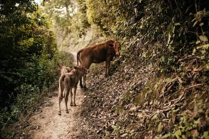 2 Days Nong Khiaw Trekking To 100 Waterfall Trek